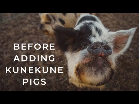 2nd YouTube video about how much are kunekune piglets