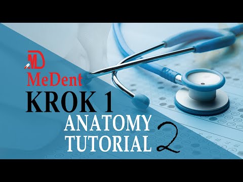 Krok 1 Base | Anatomy | Tutorial 2