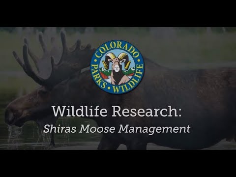 Wildlife Research: Shiras Moose Management in Colorado