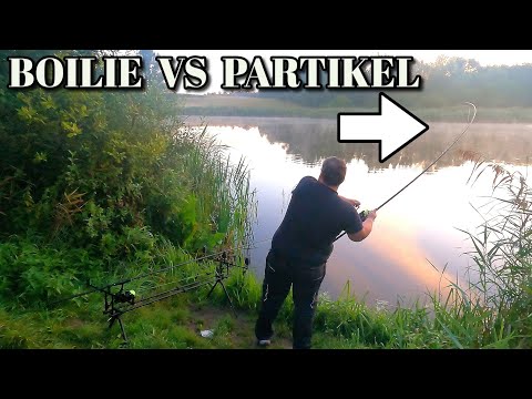 Boilie vs Partikel welcher Köder bringt uns den Fisch?  Karpfenangeln im September 2023