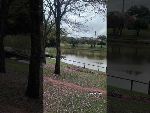 Você já viu o Lago Aratimbó assim? #lago #paraná #shorts #umuramapr #taxi #shorts #shortsviral #ipe