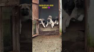 Kangal Shepherd Dog Puppy 😈 #shorts #kangal #india #dogs #dog #new