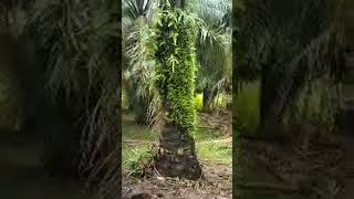 Sorotan 1.41 - 6.33 dari nashehfarm sedang live sekarang!