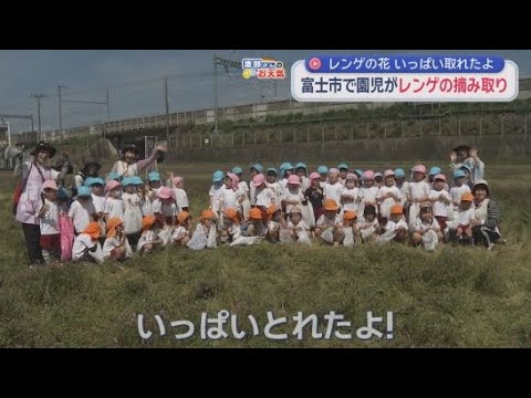 YouTube Video 「いっぱいとれたよ」　富士市で園児がれんげ摘み