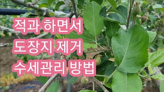 적과 하면서 도장지 제거 및 수세관리 방법