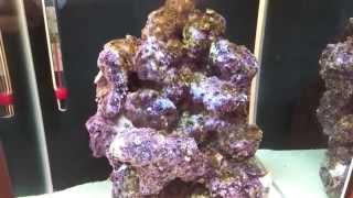 How to setup a Pico and Nano reef tank updates