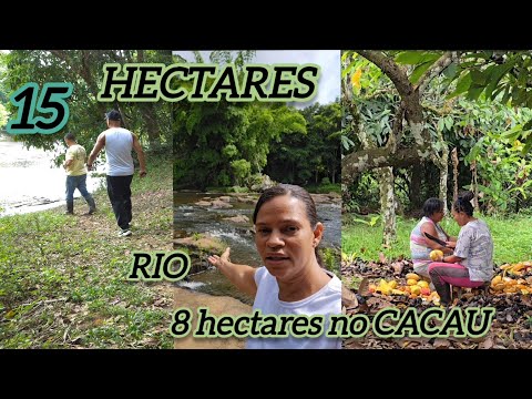15 HECTARES COM 8 NO CACAU PRODUZINDO 300 @ UM GRANDE RIO   #ilheus #avenda #avendanabahia 