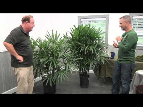 download lagu mp3 mp4 Lady Palm Plant, download lagu Lady Palm Plant gratis, unduh video klip Lady Palm Plant