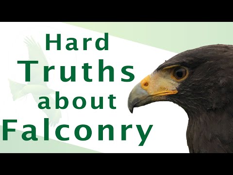 Things you Should be told Before getting a Hawk