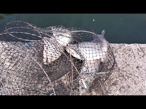Pit with large goldfish, across the Danube, Galati. Fishing with a corn rod