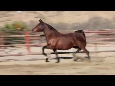 Mandarina XII - 2010