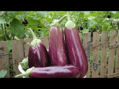 , title : '10 bienfaits de l’aubergine pour notre santé'