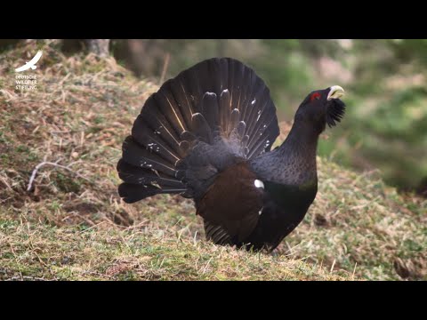 Jans Tierleben: Folge 13 – Auerhühner