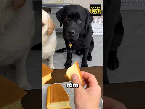 Tình Bạn Khiến Chủ Phải Suy Nghĩ 🤯🐶