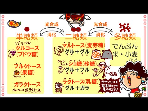 炭水化物の種類とそれを多く含む食品