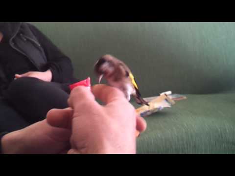 jilguero amaestrado peña el fiti