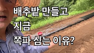 [배추밭 만들기 세번째] 복합비료 넣고 비닐멀칭 그리고 쪽파 먼저 심는 이유