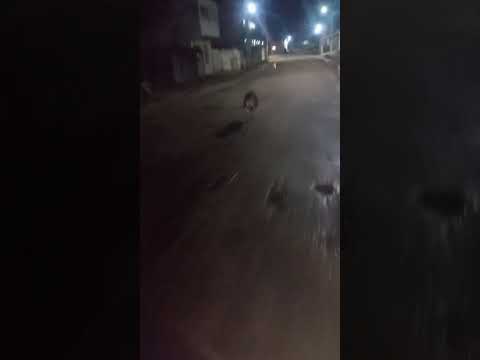 Capivara no Rio Grande do Norte.