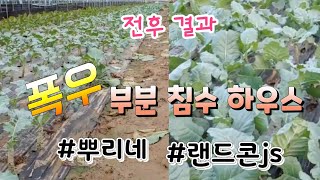 이건 대박 !!  폭우로 침수된 하우스 작물 살리기 믿기 어렵다 케일이 살아 났다