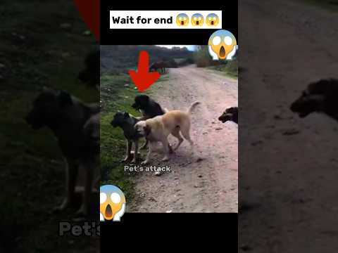 real gang war dog video | street dog fight video| #shorts #dog #dogfight #dogs #fight #barking