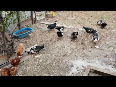 Pasari de curte FGB Ep. 393