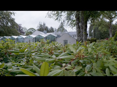 Norrvikens Trädgårdar – Pierres trädgårdstips: Pincering av Rhododendron