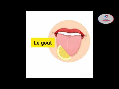 SVT les cinq sens CP