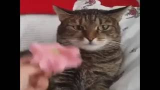 Cat Has Vietnam Flashback