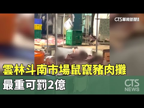 米奇先吃！雲林斗南市場鼠竄豬肉攤　最重可罰2億