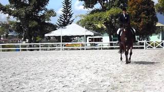 Horse "Diplomat" Warming Up For Equestrian Competition