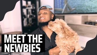 Dog Breeder Intro| Maltese, Toy Poodles, Maltipoos