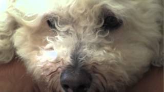 Suzie's owners have been found and she has been returned back to her loving home, where she escaped through a hole dug under the fence.