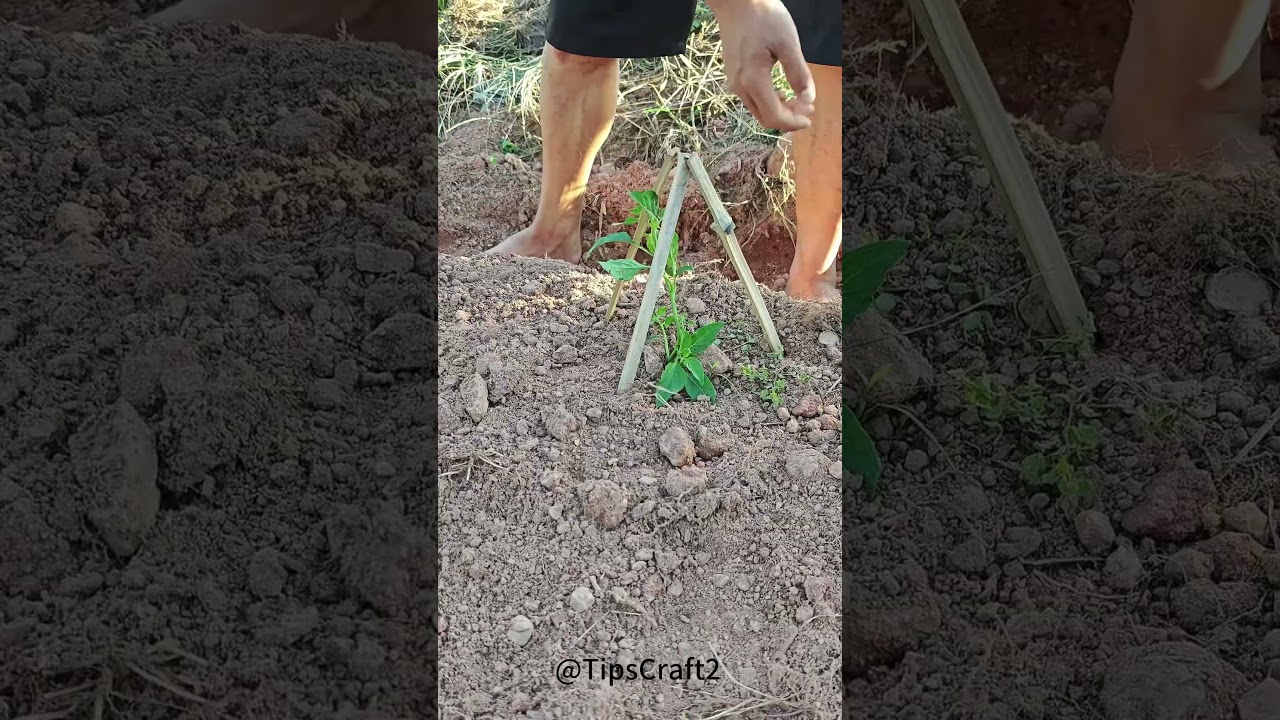 🌱Look at this technique! The bamboo frame is set up and firmly rooted.