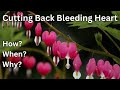 How To Cut Back Prune Bleeding Heart