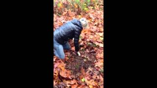 Bleeding heart ~ Strong pain medicine! Use with caution.