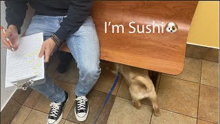 【Sushi】初めてのワクチン