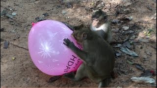 Happy Birthday Monkeys | Playing Balloon Daily Monkeys Man #265
