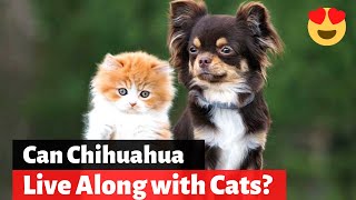 Are Chihuahua good with cats? Little Paws Training