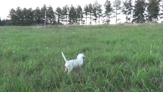 Download the video "pope piper 2 birdwalk 6 1920 x 1080"