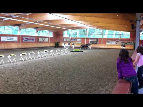 "Las Vegas" - by vienna-equicenter.at