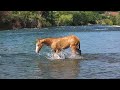Quody, poulain Quarter Horse n&eacute; en 2026