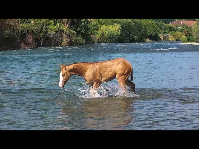 Quody, poulain Quarter Horse n&eacute; en 2026