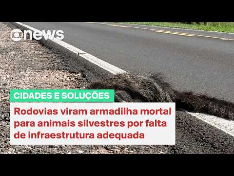 Rodovias viram armadilha mortal para animais silvestres por falta de infraestrutura adequada