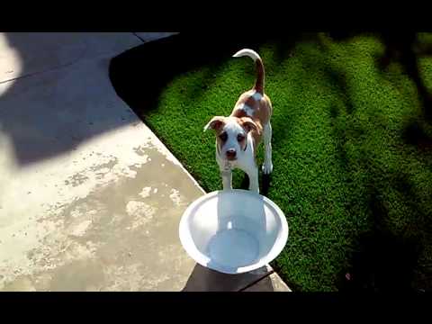 Soraya vs. The water bowl