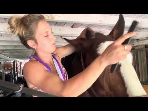 How to braid up a draft horse forelock