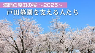 【北海道】厚田墓園の桜を支える人たち