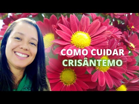 Chrysanthemum care: step by step.
