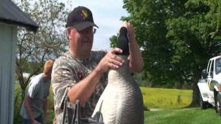 How To Re-Flock your goose decoy heads