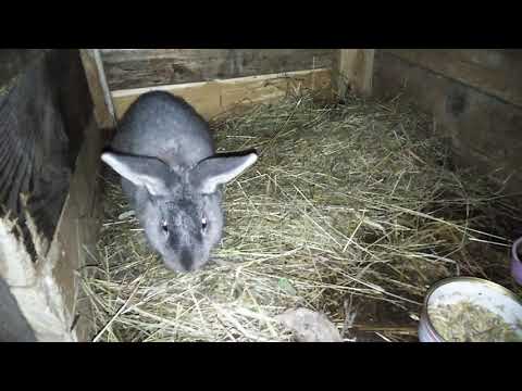 Zmiany w hodowli! Sprzedaż królików!?