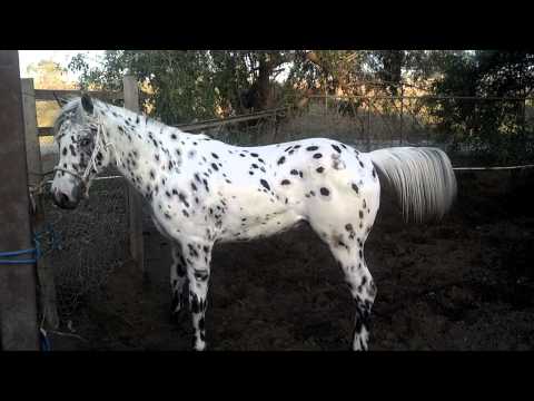 , title : 'The most beautiful appaloosa horse in california'